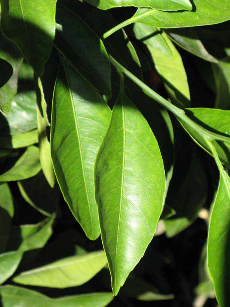              Unifoliolate leaf (Riverside, CA)       